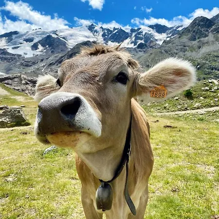 Al Baitin - Charme & Nature - Bed & Breakfast Santa Caterina Valfurva